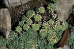 Saxifraga caesia L.