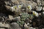 Saxifraga caesia L.