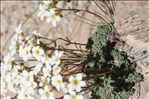 Saxifraga caesia L.