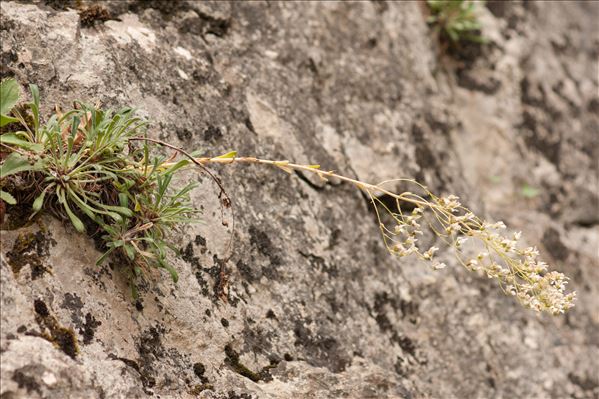 Saxifraga callosa Sm.