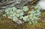 Saxifraga diapensioides Bellardi