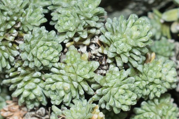 Saxifraga diapensioides Bellardi