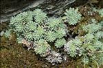 Saxifraga diapensioides Bellardi