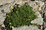 Saxifraga exarata Vill.