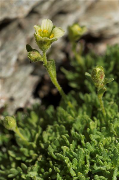 Saxifraga exarata Vill. subsp. exarata