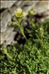 Saxifraga exarata Vill. subsp. exarata