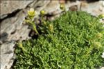 Saxifraga exarata subsp. pseudoexarata (Braun-Blanq.) D.A.Webb