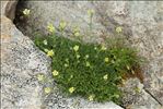 Saxifraga exarata subsp. pseudoexarata (Braun-Blanq.) D.A.Webb