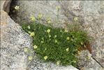 Saxifraga exarata Vill.