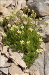 Saxifraga exarata Vill. subsp. exarata