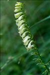 Digitalis lutea L.