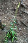 Digitalis lutea L.