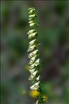 Digitalis lutea L.