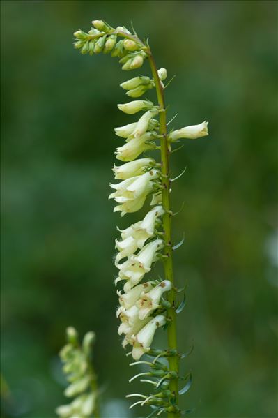 Digitalis lutea L.