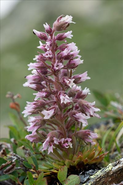 Saxifraga florulenta Moretti