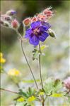 Geranium ibericum Cav.