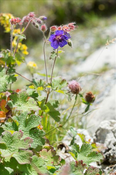 Geranium ibericum Cav.