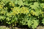 Alchemilla mollis (Buser) Rothm.