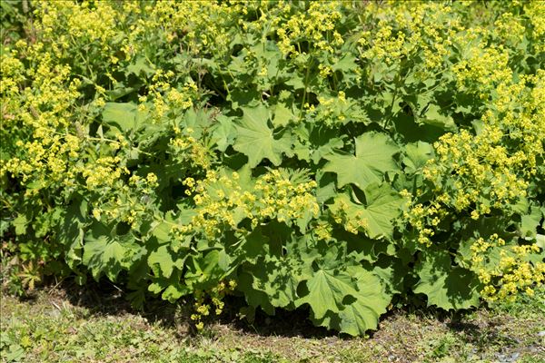 Alchemilla mollis (Buser) Rothm.