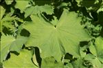 Alchemilla mollis (Buser) Rothm.