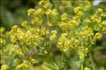 Alchemilla mollis (Buser) Rothm.