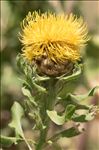 Centaurea macrocephala Puschk. ex Willd.