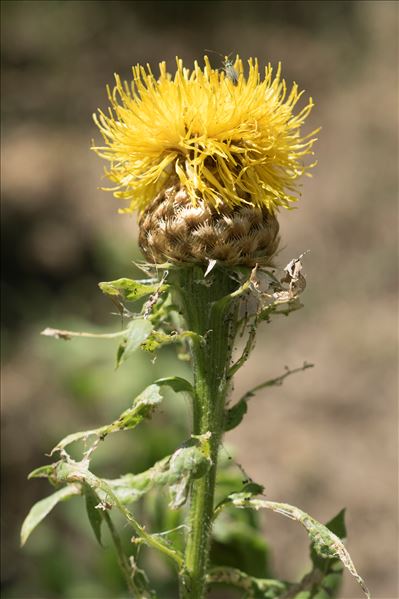 Centaurea macrocephala Puschk. ex Willd.