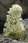 Saxifraga longifolia Lapeyr.