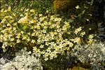 Saxifraga muscoides All.