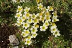 Saxifraga muscoides All.