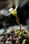 Saxifraga muscoides All.