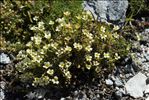 Saxifraga muscoides All.