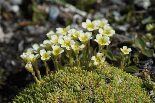 Saxifraga muscoides All.