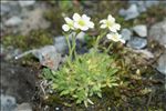 Saxifraga muscoides All.