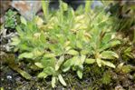 Saxifraga muscoides All.