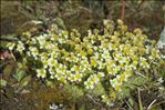 Saxifraga muscoides All.