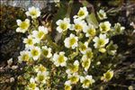 Saxifraga muscoides All.