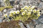 Saxifraga muscoides All.