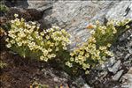 Saxifraga muscoides All.