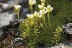 Saxifraga muscoides All.