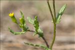 Senecio vulgaris subsp. denticulatus (O.F.Müll.) P.D.Sell