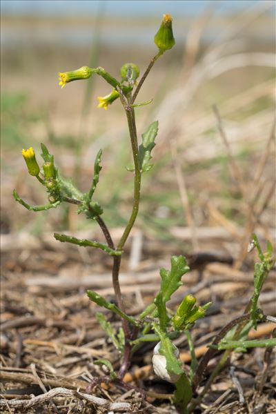 Senecio vulgaris subsp. denticulatus (O.F.Müll.) P.D.Sell