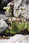 Saxifraga praetermissa D.A.Webb