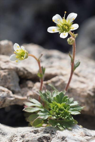 Saxifraga praetermissa D.A.Webb