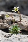 Saxifraga praetermissa D.A.Webb