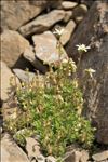 Saxifraga praetermissa D.A.Webb