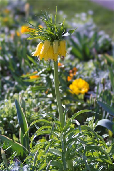 Fritillaria imperialis L.