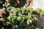 Saxifraga retusa Gouan