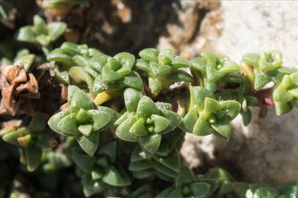 Saxifraga retusa Gouan