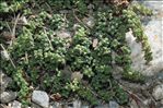 Saxifraga retusa Gouan